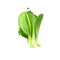 Bok choy vegetable isolated on white. Hand drawn illustration of pak choi type of Chinese cabbage. Organic food. Digital art with