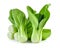 Bok choy vegetable on white background