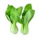 Bok choy vegetable on white background