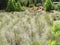 Bok Tower Gardens Childrens Garden Grasses