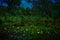 Bokeh of bioluminescence or flashing light of Swarm Fireflies, Firefly flying in forest twilight time. Overview of magical secret