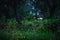 Bokeh of bioluminescence or flashing light of Swarm Fireflies, Firefly flying in forest twilight time. Overview of magical secret