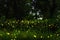 Bokeh of bioluminescence or flashing light of Swarm Fireflies, Firefly flying in forest twilight time. Overview of magical secret