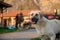 Bokeh Bliss: Kangal Dog at Sivas Picnic