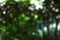 Bokeh natural dark green background. Park with trees on a sunny summer day.