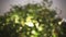 Bokeh photo of blurred green, orange, yellow and white hearts light, shape of shiny lights from the shrub in dark gray night sky