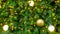 Bokeh photo, decorative of Chistmas tree with golden, yellow and white light bolls on green leaves of pine tree