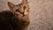 A bokeh photo of a tabby kitten looking up