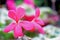 A bokeh photogragh of some delicate pink flowers growing in the garden amongst the green leaves