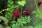 Bokeh picture of twin flower with dark red color