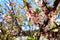 Bokeh, selective focus, spring time, blue, honey bees, cherry blossom, love, light, close, aroma, reproduction, fresh, bright, nat