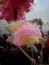 Bokeh shot of colourful cotton candy is being sold in Varanasi near river Ganges.