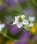 Bokeh, soft spring background of Nigella damascena flower in a spring bloom garden