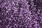 Bokeh violet purple glittering light shine, purple sparkling luxury grand bright for background cosmetics advertising, deluxe