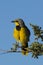 Bokmakierie or Bushshrike Perched on a Branch