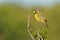 Bokmakierie shrike perched in a branch