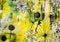 Bol Closeup Flowers Plants Yellow Background Glowing Dandelion S