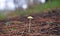 Bolbitius, mushroom, mushrooms in the pine forest