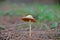 Bolbitius, mushroom, mushrooms in the pine forest