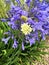 Bold blue Agapanthus flower with white Scabious