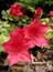 Bold and Bright Azalea Flowers Closeup