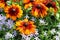 Bold bright mixture bicolor rudbeckia red orange flowers