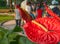 Bold bright red arthurium flower