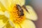 A bold bumble bee on a fresh, yellow sunflower harvesting the nectar from the flower. Horizontal format