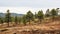 Bold Chromaticity: Pine Forests In Rainy Desert With Deciduous Trees