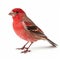 Bold Chromaticity: Red Finch Hunting In Naturalistic Poses