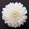 Bold Chromaticity: Stunning White Flower On Black Background