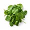 Bold And Clean Spinach Leaves On White Background