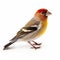 Bold Coloration And Accurate Bird Specimens: A Prairiecore Inspired Finch Hunting