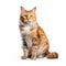 Bold And Colorful Dutch-style Manx Cat Portrait On White Background
