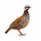 Bold And Colorful Quail Hunting Artwork On White Background