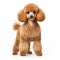 Bold Colorism: A Stunning Portrait Of A Small Brown Poodle