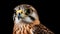 Bold And Daring Bird Of Prey Portrait On Black Background