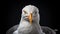Bold And Expressive: 4k Rendering Of A Vibrant Seagull On Black Background
