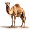 Bold And Expressive: Brown Camel In Rodenstock Imagon 300mm F58 Style