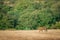 Bold, fearless and playful tiger cub walking head on in absence of mother in green background at ranthambore national park, india