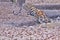 Bold and Ferocious Tiger at Tadoba National Park