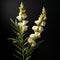 Bold And Graceful: Lifelike Snapdragon In Caffenol Style