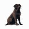 Bold Graphic Illustration Of A Brown Labrador Retriever