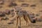 A bold indian fox pup Vulpes bengalensis