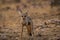 A bold indian fox pup Vulpes bengalensis