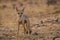 A bold indian fox pup Vulpes bengalensis