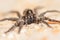 Bold Jumper Phiddipus audax jumping spider