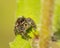 Bold Jumper, Phidippus audax spider on a Zinnia leaf