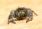 Bold Jumping Spider grooming his chelicerae and fangs