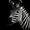 Bold Minimalist Zebra Art: Realistic Black And White With Hyper-realistic Atmospheres